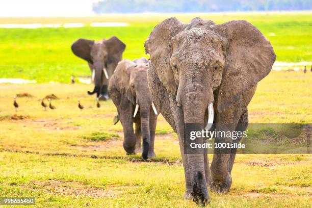 大象在野生攻擊-殘破的象牙-hdr - 1001slide 個照片及圖片檔