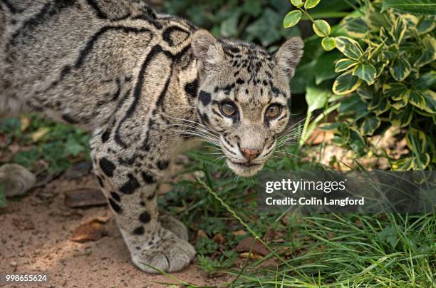 clouded leopard series - clouded leopard stock pictures, royalty-free photos & images