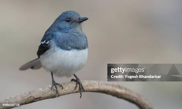 oriental magpie-robin - oriental stockfoto's en -beelden