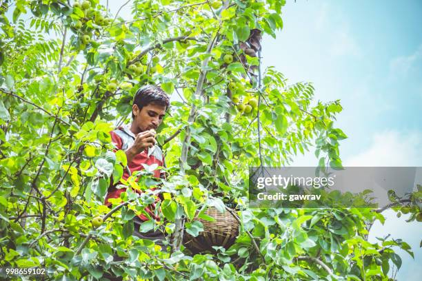 arbeiders plukken en verzamelen van peren uit de boomgaard in solan, himachal pradesh. - aziatische peer stockfoto's en -beelden