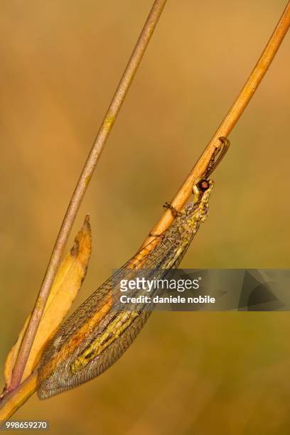 macronemurus appendiculatus - nobile stock pictures, royalty-free photos & images