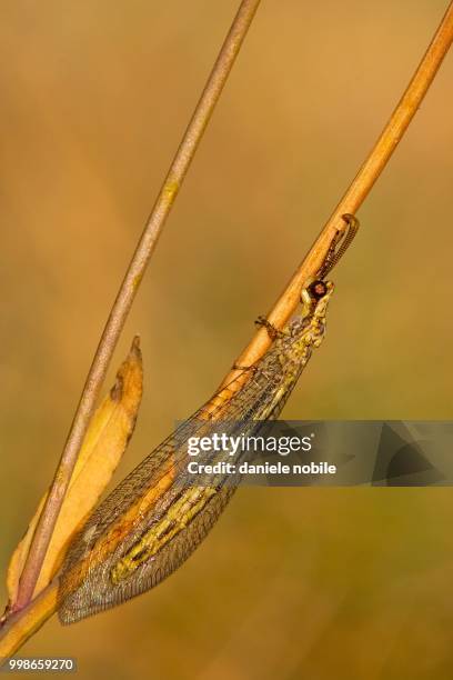 macronemurus appendiculatus - nobile - fotografias e filmes do acervo