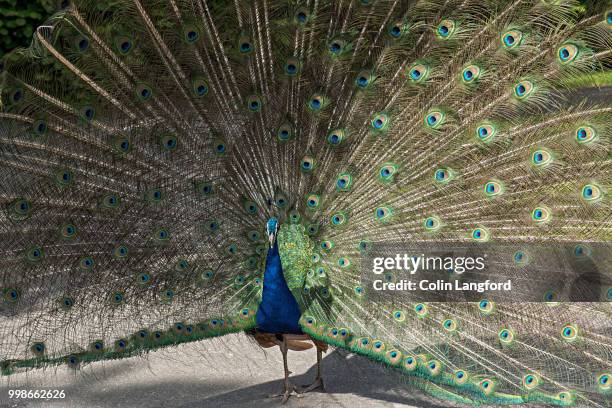 leeds castle series - leeds castle stock-fotos und bilder