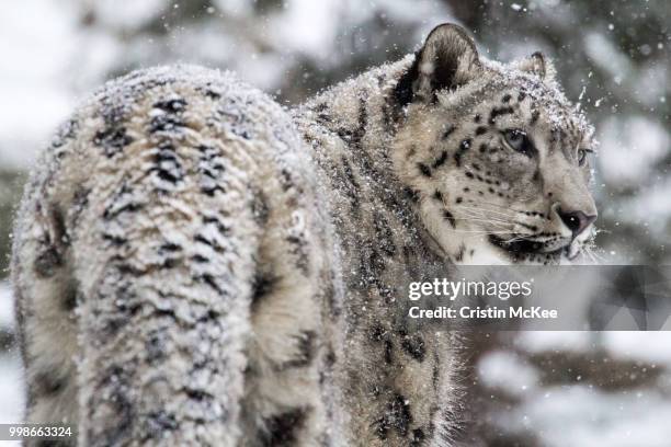 snow leopard - snow leopard fotografías e imágenes de stock