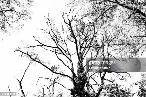 59 Treesome Stock Photos High Res Pictures and Images Getty Images 59 Treesome Stock Photos High Res Pictures and Images Getty Images