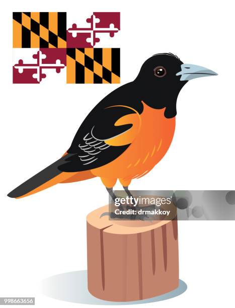 baltimore oriole - frederick maryland stock illustrations