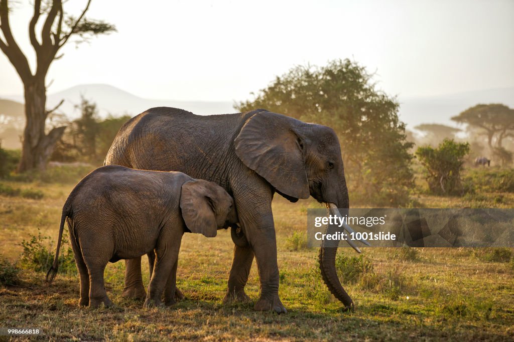 Elephants at Wild - suckling