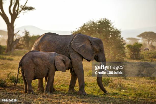 elephants at wild - suckling - 1001slide stock pictures, royalty-free photos & images