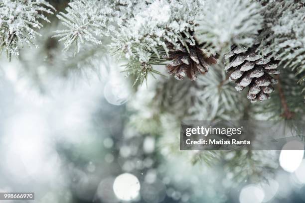 photo by: matias ranta - white eggplant stock pictures, royalty-free photos & images