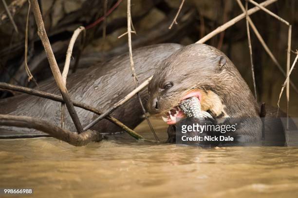 giant river otter eating fish in reeds - giant otter stock-fotos und bilder