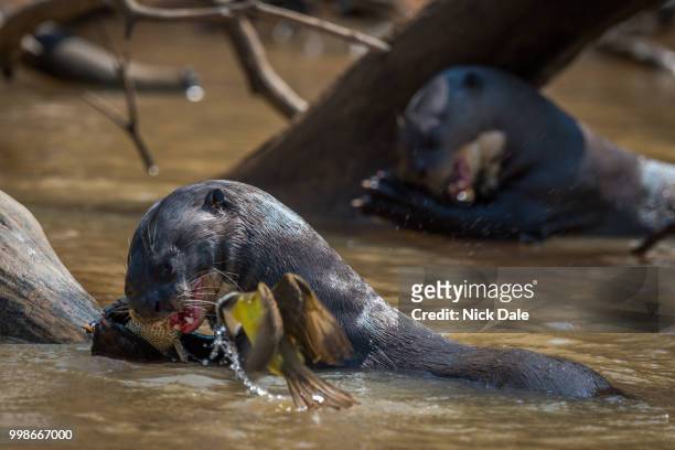 giant river otters eating fish beside bird - giant otter stock-fotos und bilder