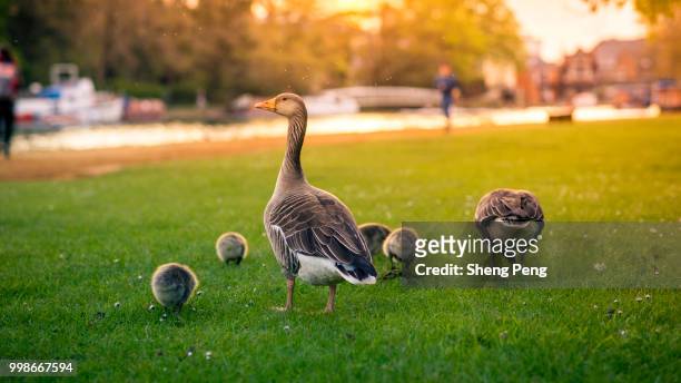 a family of geese by the river bank, oxford, uk. - magellangans stock-fotos und bilder