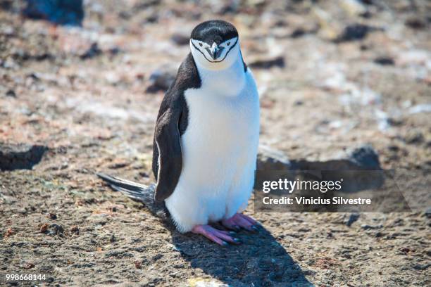 chinstrap penguin - fauna silvestre stock-fotos und bilder