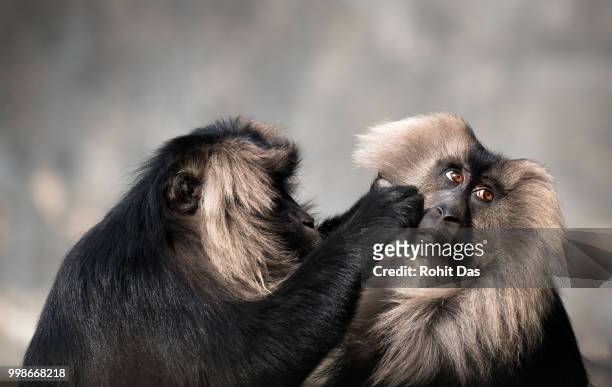hair spa for animals - macaco coda di leone foto e immagini stock