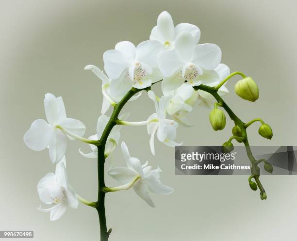 white orchids - mike caithness fotografías e imágenes de stock