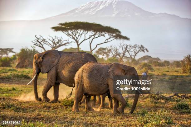elephants grazing at amboseli in dust condition with kilimanjaro - 1001slide stock pictures, royalty-free photos & images