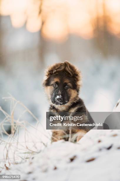 denali - leonberger stock-fotos und bilder