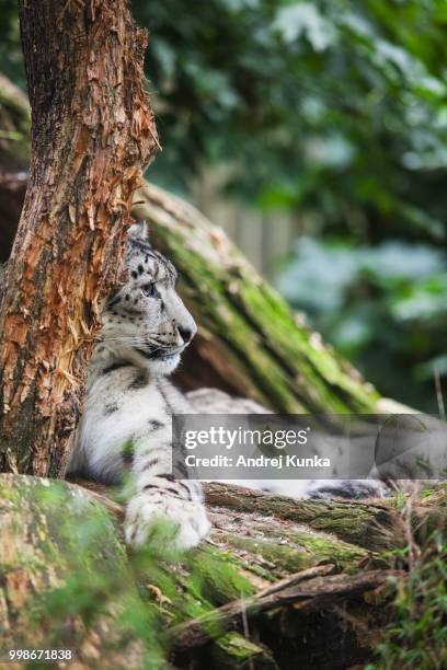 snow leopard (panthera uncia) magnificent animal - animal body part stock-fotos und bilder