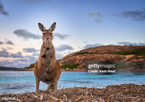 esperance kangaroo - kangaroo stock pictures, royalty-free photos & images