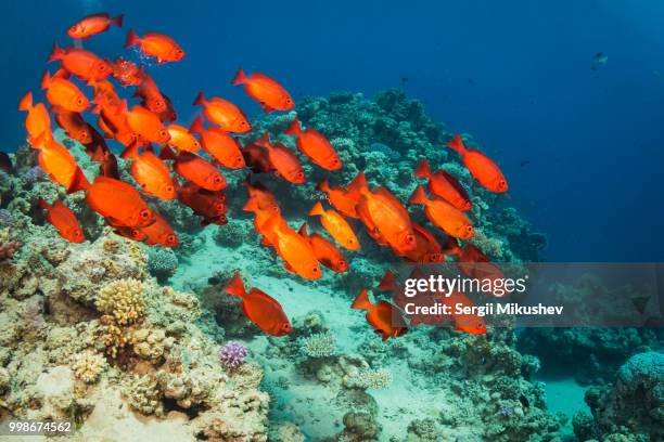 tropical fish - basslet stock pictures, royalty-free photos & images