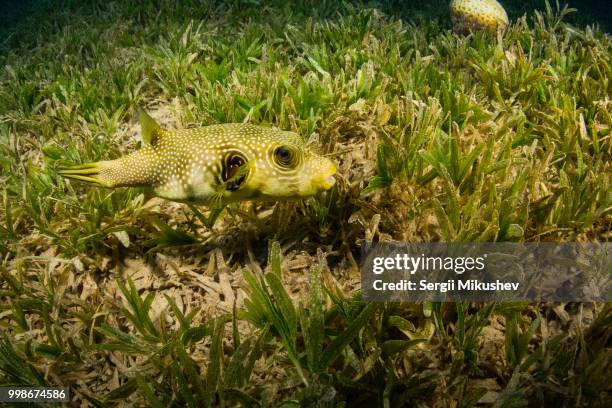 tropical fish - balloonfish stock pictures, royalty-free photos & images