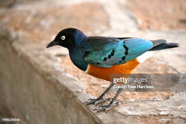 superb starling - superb stock pictures, royalty-free photos & images