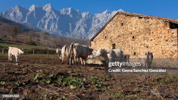 cattle raising in mogrovejo - gemak stock pictures, royalty-free photos & images