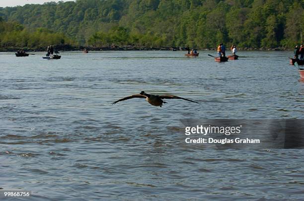Canada goose navigates through the boats at the Congressional Sportsmen's Foundation annual shad fishing event on the Potomac River at Fletcher's...