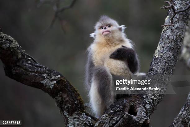 3,332 Arboreal Animal Photos and Premium High Res Pictures - Getty Images 3,332 Arboreal Animal Photos and Premium High Res Pictures - Getty Images