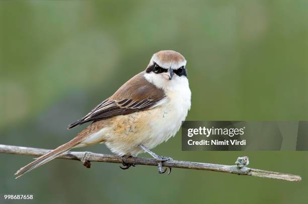 brown shrike - shrike stock pictures, royalty-free photos & images