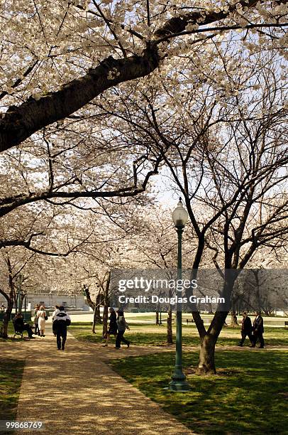 People enjoy the warm weather in a cherry tree grove near Louisiana and D streets, NW.