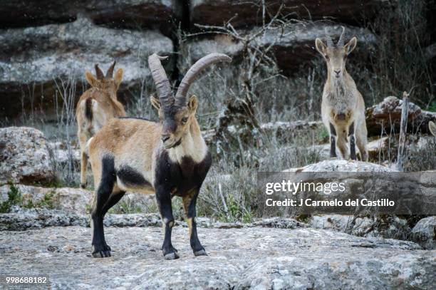 iberian ibex - carmelo bildbanksfoton och bilder