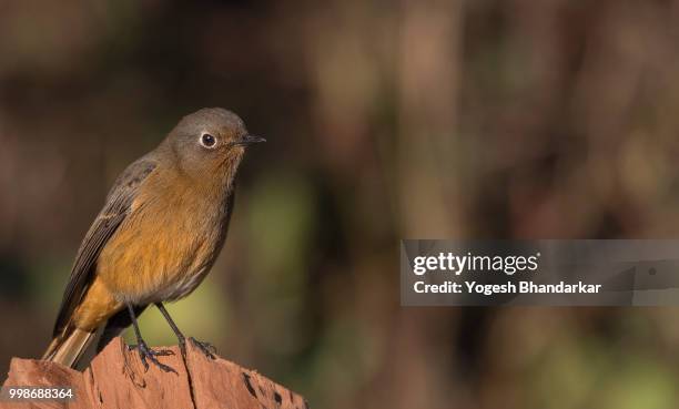 blue fronted redstart - redstart stock pictures, royalty-free photos & images