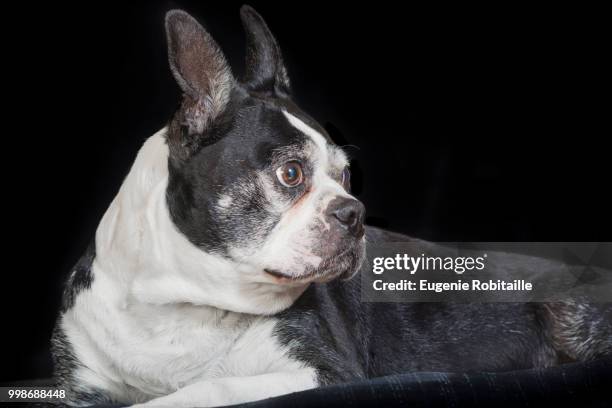 old but cute boston terrier dog in the studio - terrier boston stock pictures, royalty-free photos & images