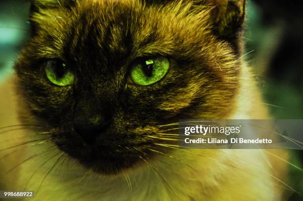 minou posing for us... - benedetto stock-fotos und bilder