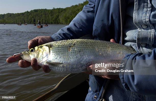 Mike Alper volunteers for the Congressional Sportsmen's Foundation during the annual shad fishing event on the Potomac River at Fletcher's Boat House...