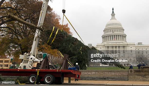 This year's Capitol Christmas Tree is a gift from the people of Vermont. This is actually the fifth time that Vermont has provided a tree to...