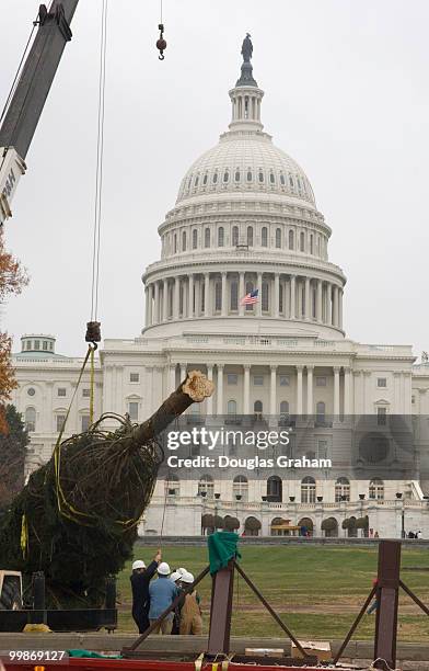 This year's Capitol Christmas Tree is a gift from the people of Vermont. This is actually the fifth time that Vermont has provided a tree to...