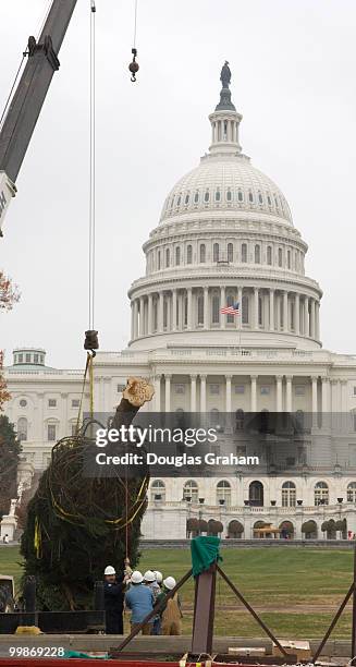 This year's Capitol Christmas Tree is a gift from the people of Vermont. This is actually the fifth time that Vermont has provided a tree to...