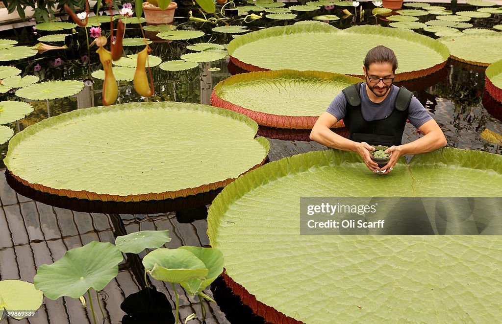 Smallest Waterlily In The World Rescued From Extinction At Kew Gardens