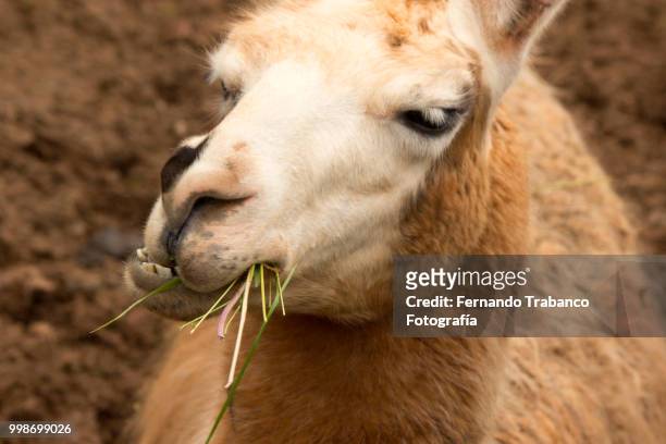 lama eating grass - fernando trabanco stock pictures, royalty-free photos & images