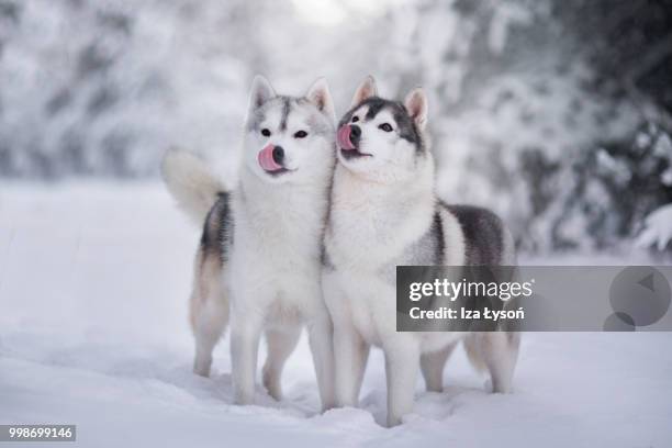 synchronization - siberian husky stock pictures, royalty-free photos & images