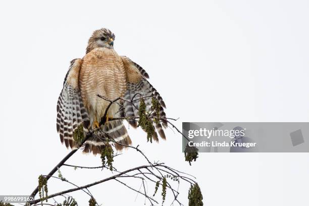 red-shouldered hawk - galápagosbuizerd stockfoto's en -beelden