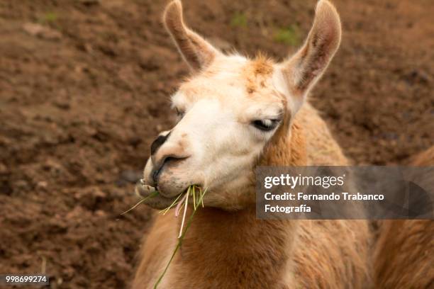 lama eating grass - fernando trabanco ストックフォトと画像