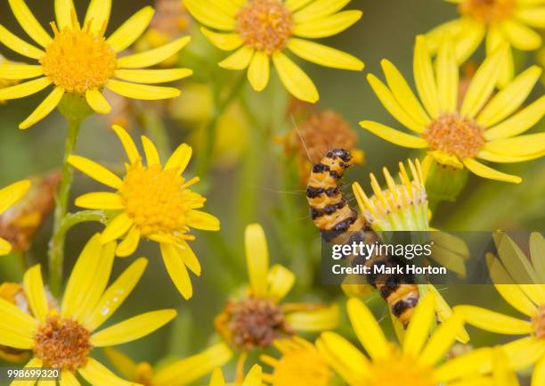 cinnabar caterpillar - mark bloom stock pictures, royalty-free photos & images