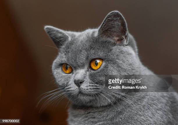 beautiful british cat portrait. looking in camera. big eyes. - big eyes stock pictures, royalty-free photos & images