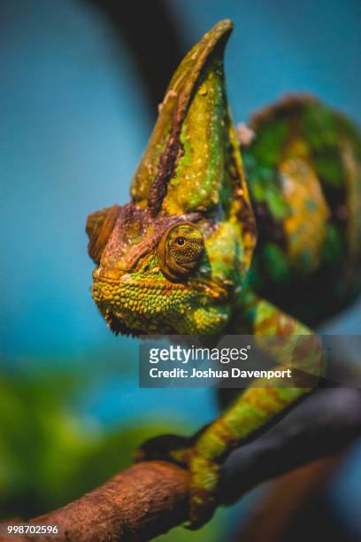 the chameleon - davenport stock pictures, royalty-free photos & images