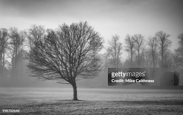 misty trees - mike caithness fotografías e imágenes de stock