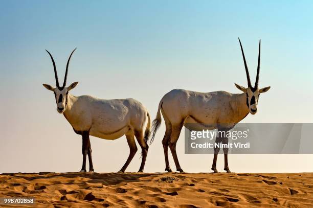 oryx silhouette or shine - oryx stock pictures, royalty-free photos & images