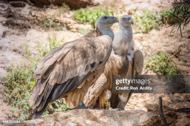 birds of prey - cape vulture stock pictures, royalty-free photos & images